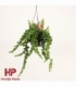 Aeschynanthus