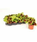 Coleus