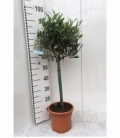 Olea