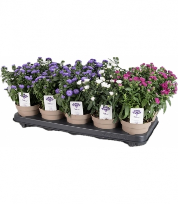 Aster