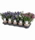 Aster
