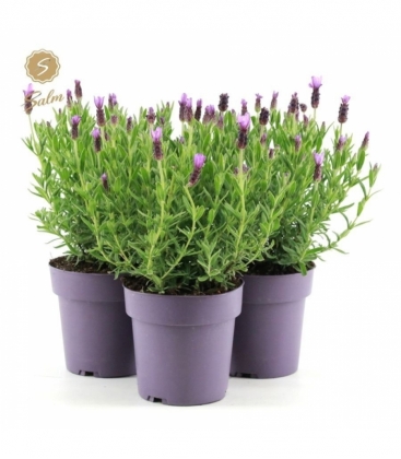 Lavandula