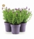 Lavandula