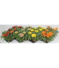 Gazania