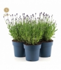 Lavandula