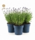 Lavandula