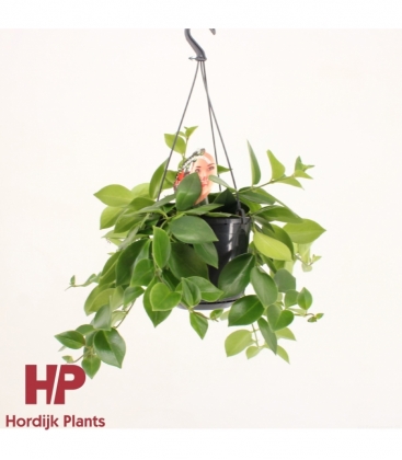 Aeschynanthus