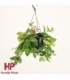 Aeschynanthus