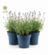 Lavandula
