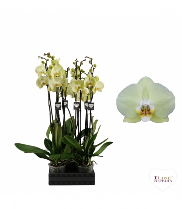 Phalaenopsis