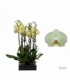 Phalaenopsis