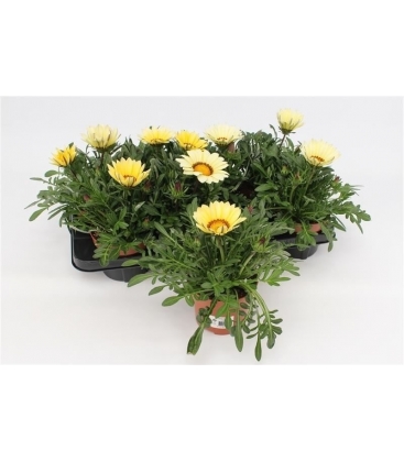 Gazania