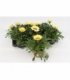 Gazania