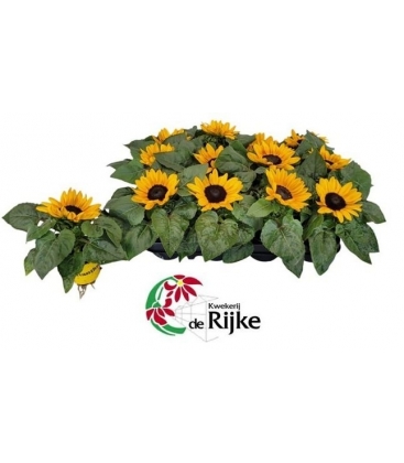 Helianthus