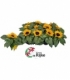 Helianthus