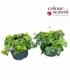 Geranium