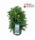 Achillea