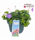 Geranium