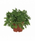 Pelargonium