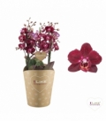 Phalaenopsis