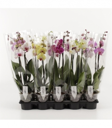 Phalaenopsis