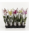 Phalaenopsis