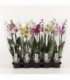 Phalaenopsis