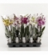 Phalaenopsis