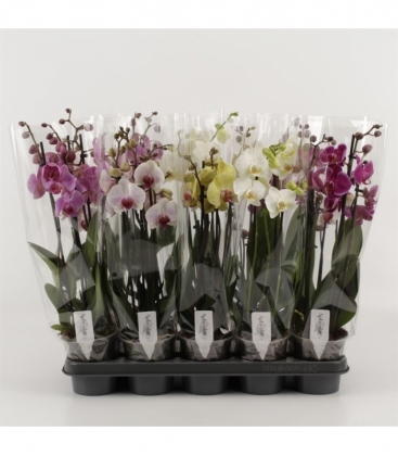 Phalaenopsis