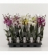Phalaenopsis