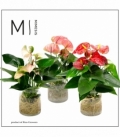 Anthurium