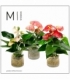 Anthurium