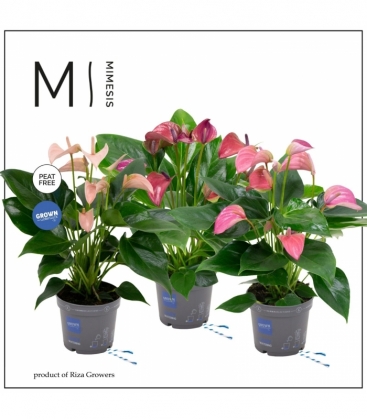 Anthurium