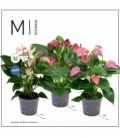Anthurium