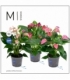 Anthurium