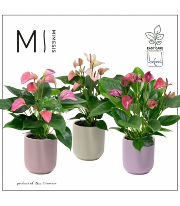 Anthurium