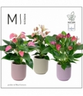 Anthurium