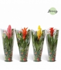Bromelia