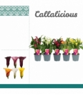 Zantedeschia