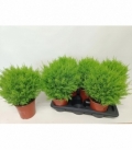 Cupressus