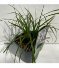 Carex