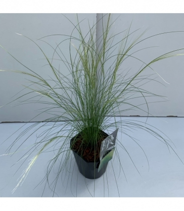 Stipa