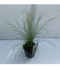 Stipa