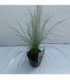 Stipa