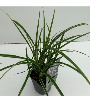 Carex
