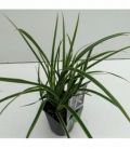 Carex