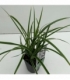 Carex