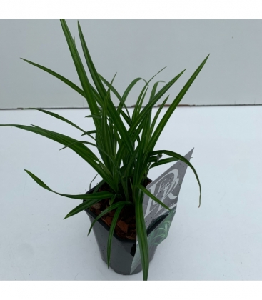 Carex