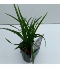 Carex