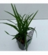Carex